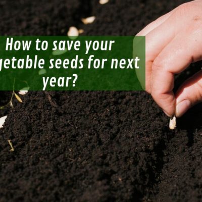 How to save your vegetable seeds for next year?