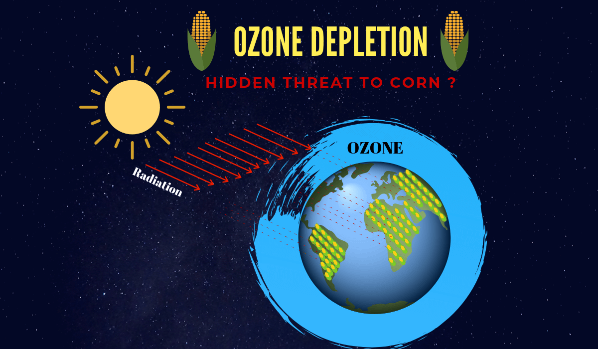 Is ozone depletion hidden threat to corn?