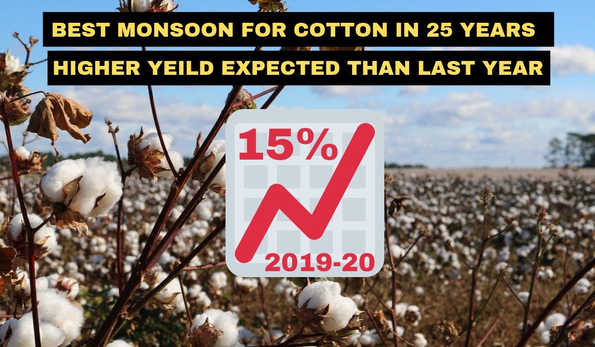Best monsoon for cotton in 25 years. Yield may strike by 15% than last year