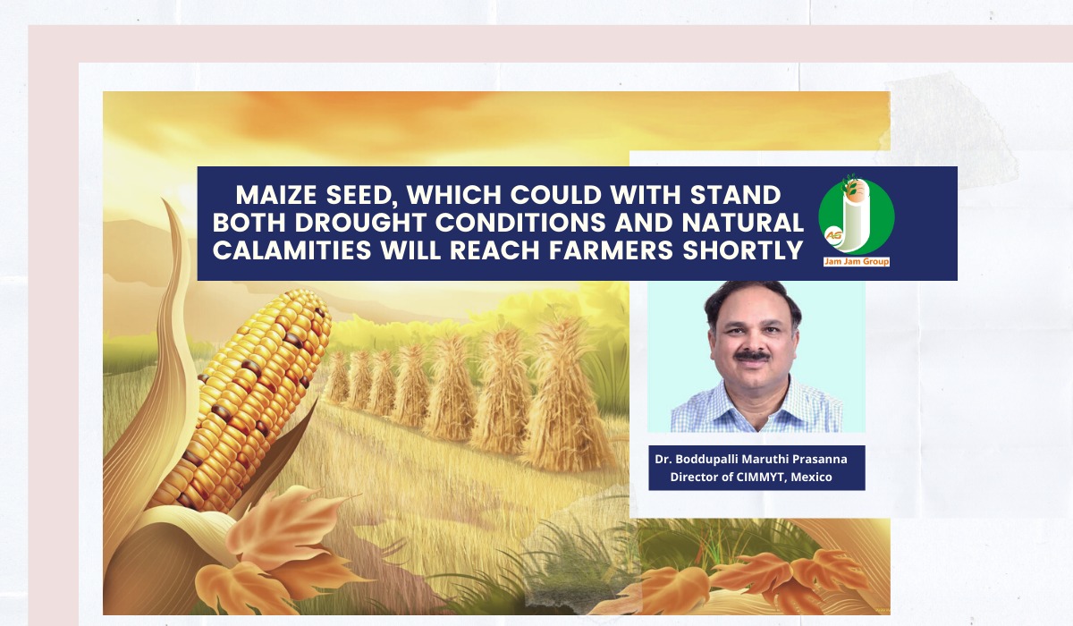 Maize seed, which could withstand both drought conditions and natural calamities, will reach the farmers shortly.