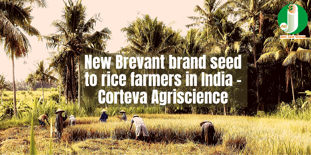 New Brevant brand seed to rice farmers in India – Corteva Agriscience