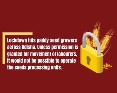 Lockdown hits paddy seed growers across Odisha. Unless permission is granted for movement of labourers, it would not be possible to operate the seeds processing units.